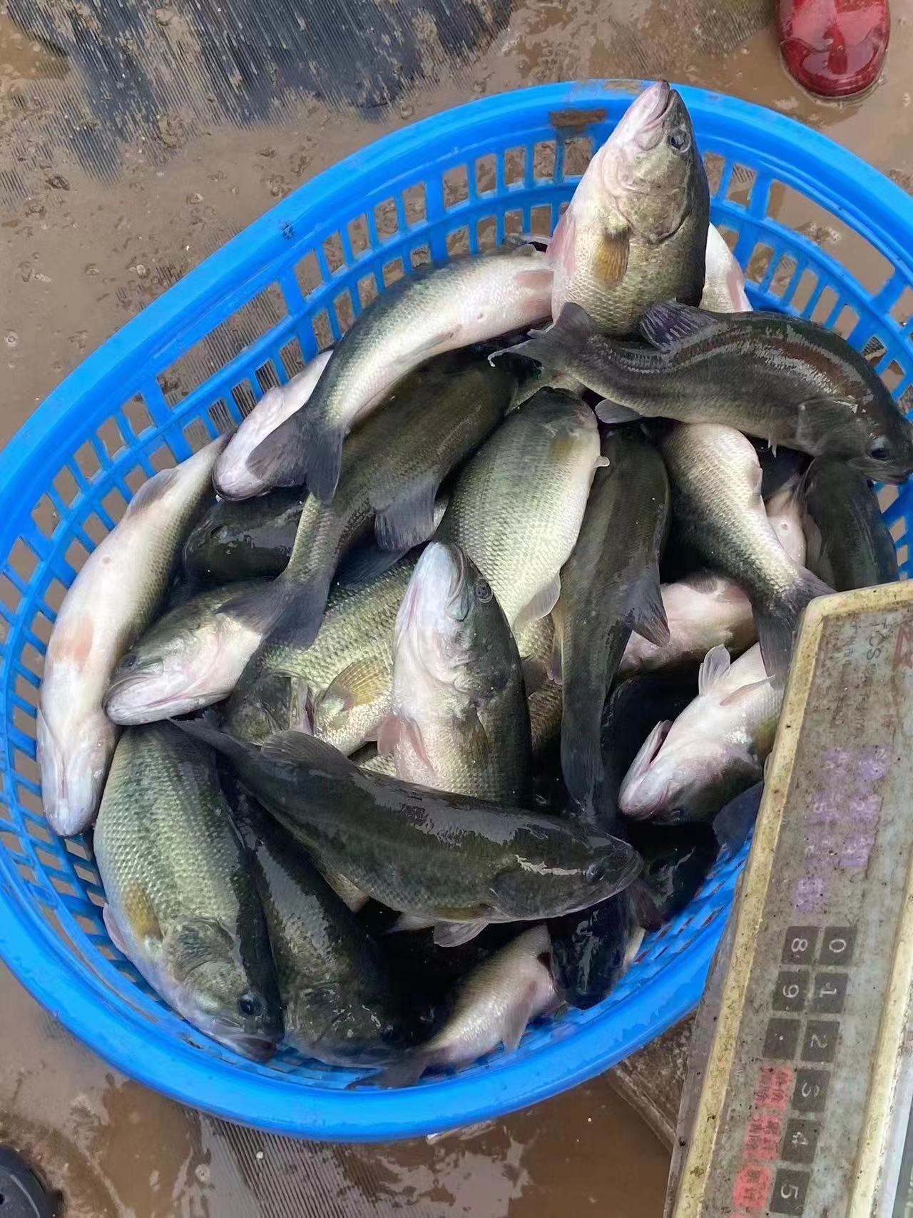 水產(chǎn)養(yǎng)殖納米銀抗菌水溶液實(shí)用反饋，效果明顯！