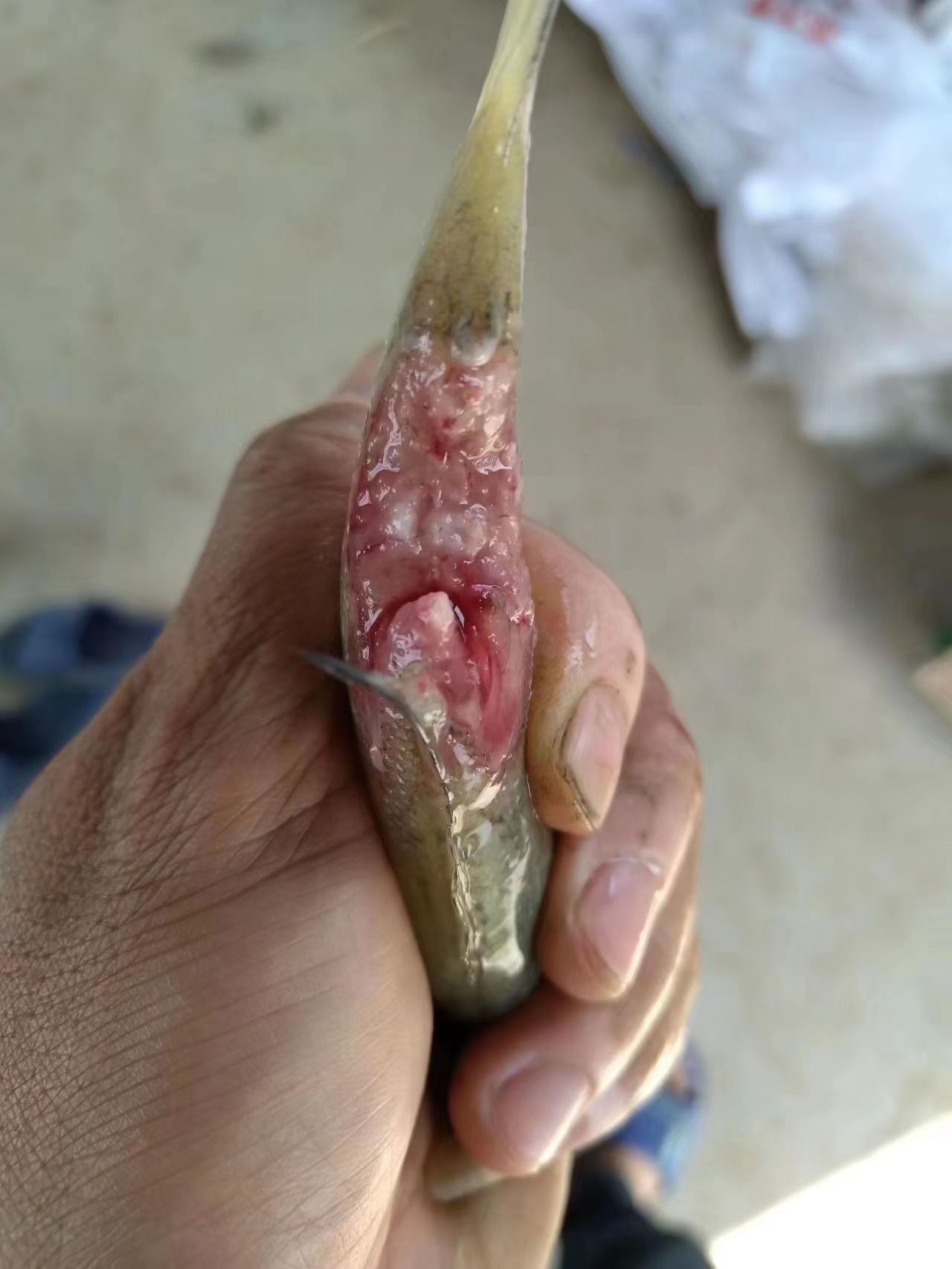 水產(chǎn)養(yǎng)殖納米銀抗菌水溶液實(shí)用反饋，效果明顯！