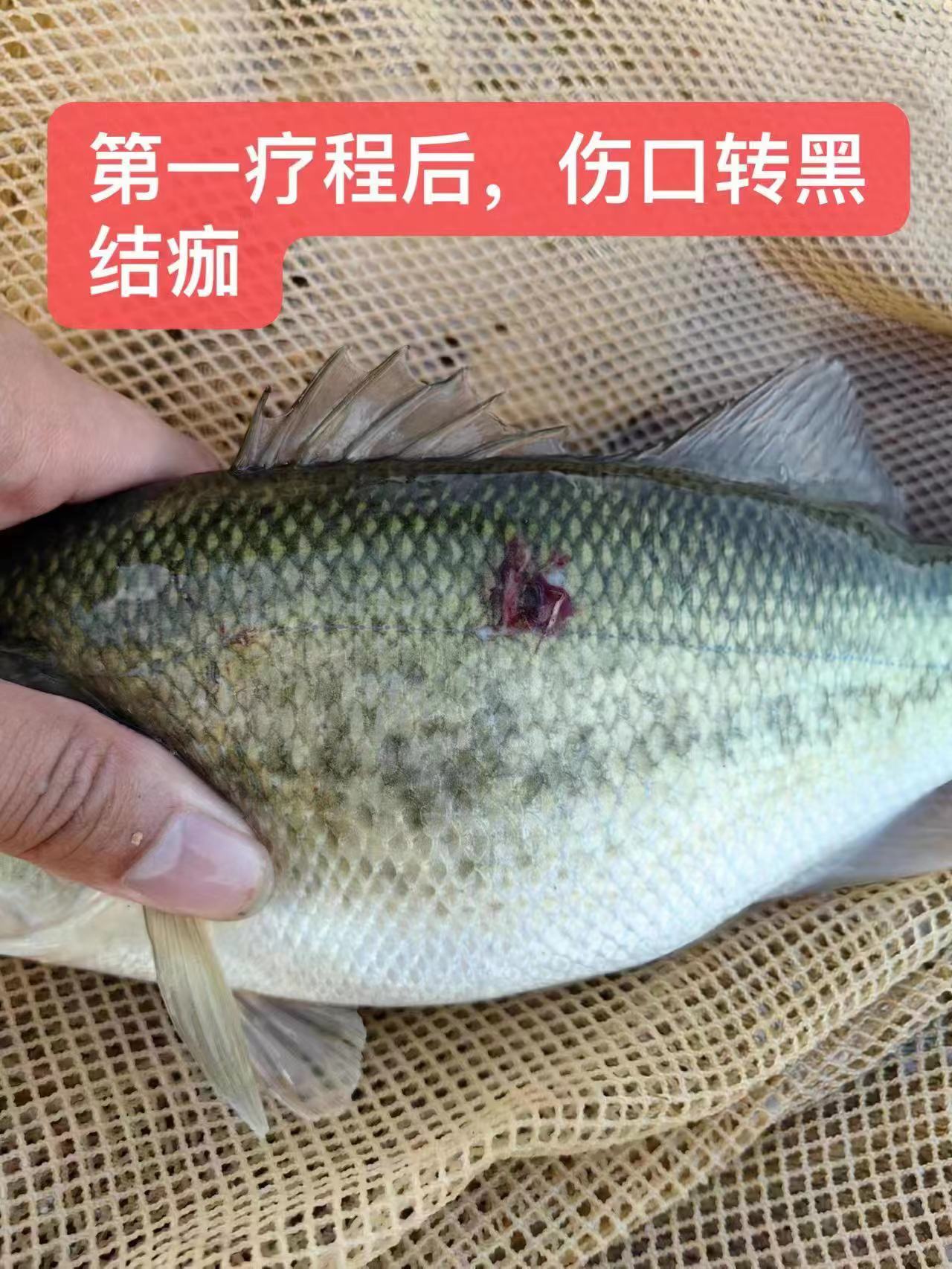 水產(chǎn)養(yǎng)殖納米銀抗菌水溶液實(shí)用反饋，效果明顯！